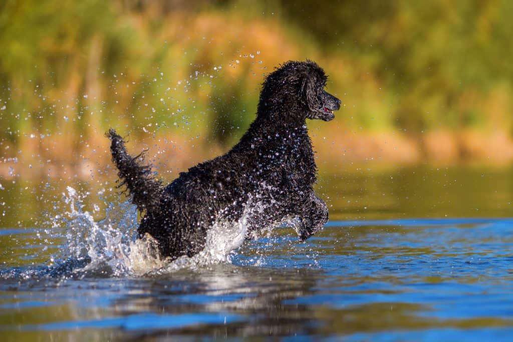 how far can a standard poodle run