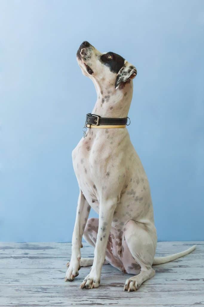 Sitting English pointer