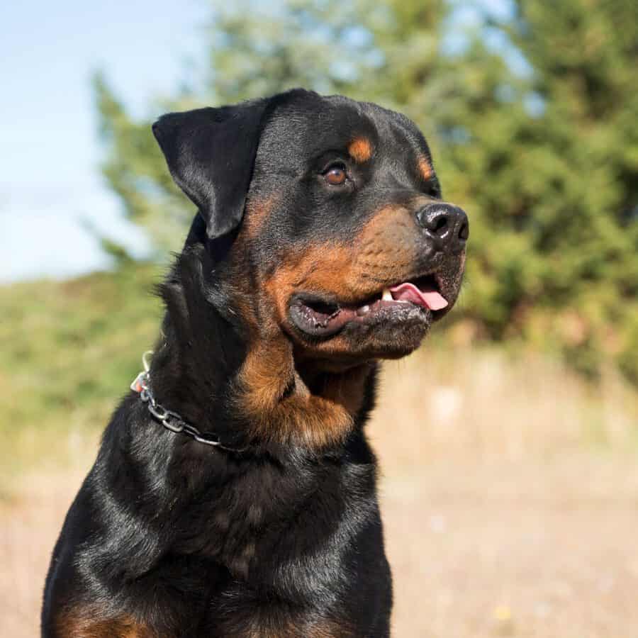 apartments that allow rottweilers near me