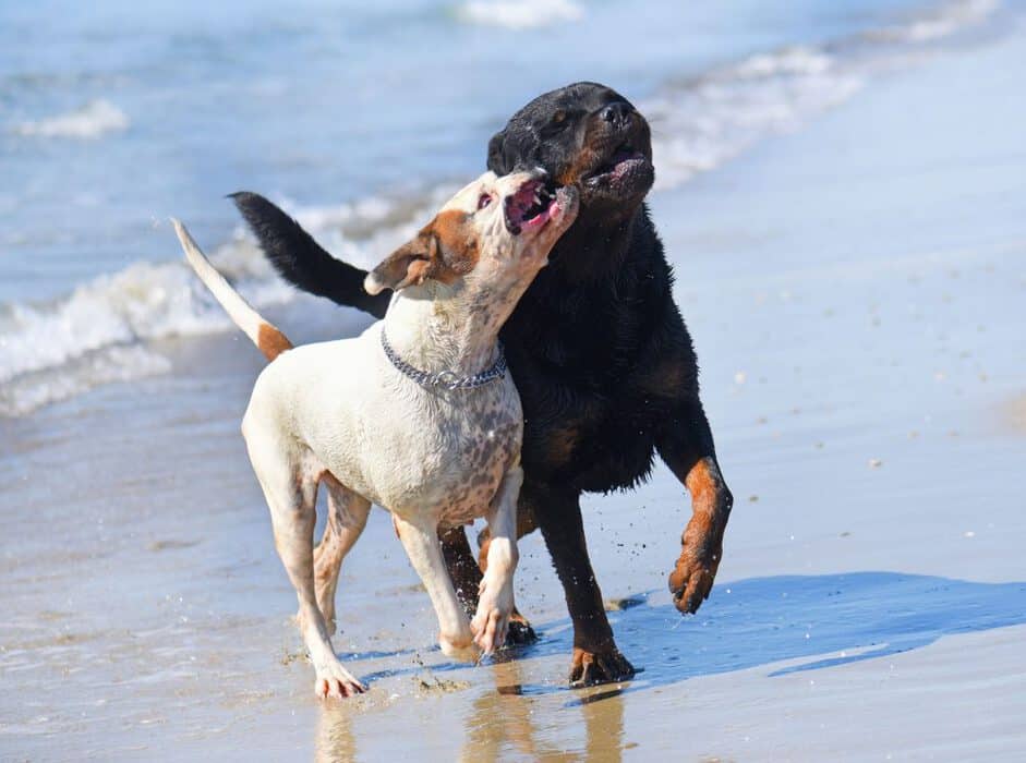 87597521 m How to Get Rottweilers to Calm Down