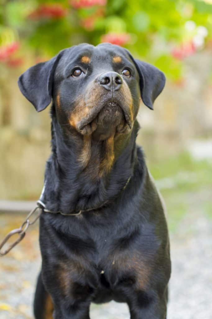 Can Rottweilers Live Outside? - Embora Pets