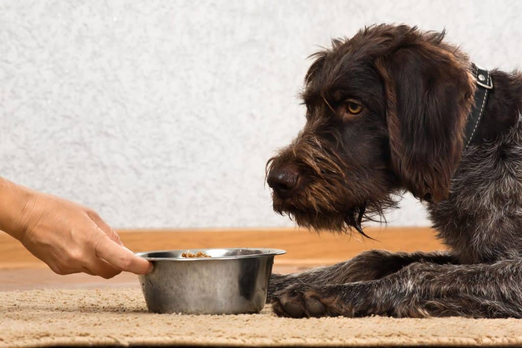 feeding pointer food