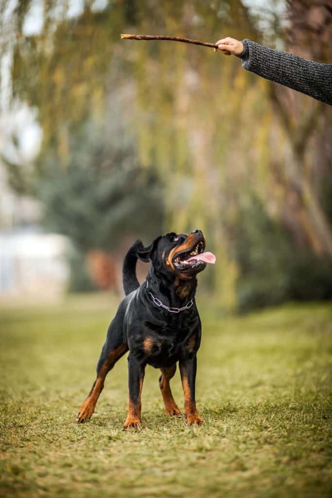 apartments that allow rottweilers near me