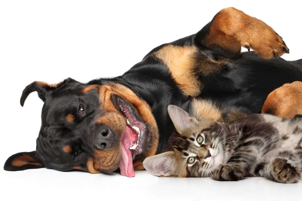 Do Rottweilers Get Along with Cats 