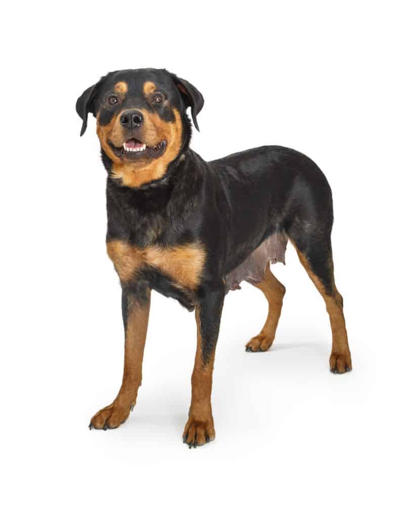 rottweiler intelligence rank