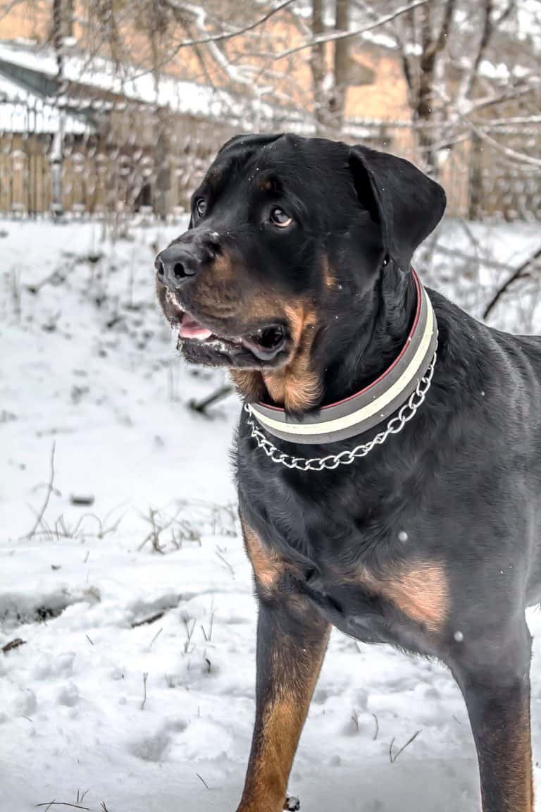 Can Rottweilers Stay Outside in the Cold?