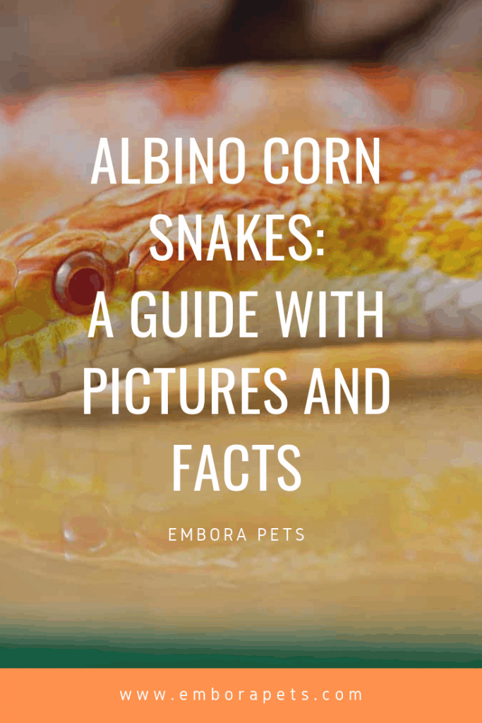 ALbino corn snakes a guide with pictures and facts Albino Corn Snakes: A Guide with Pictures and Facts
