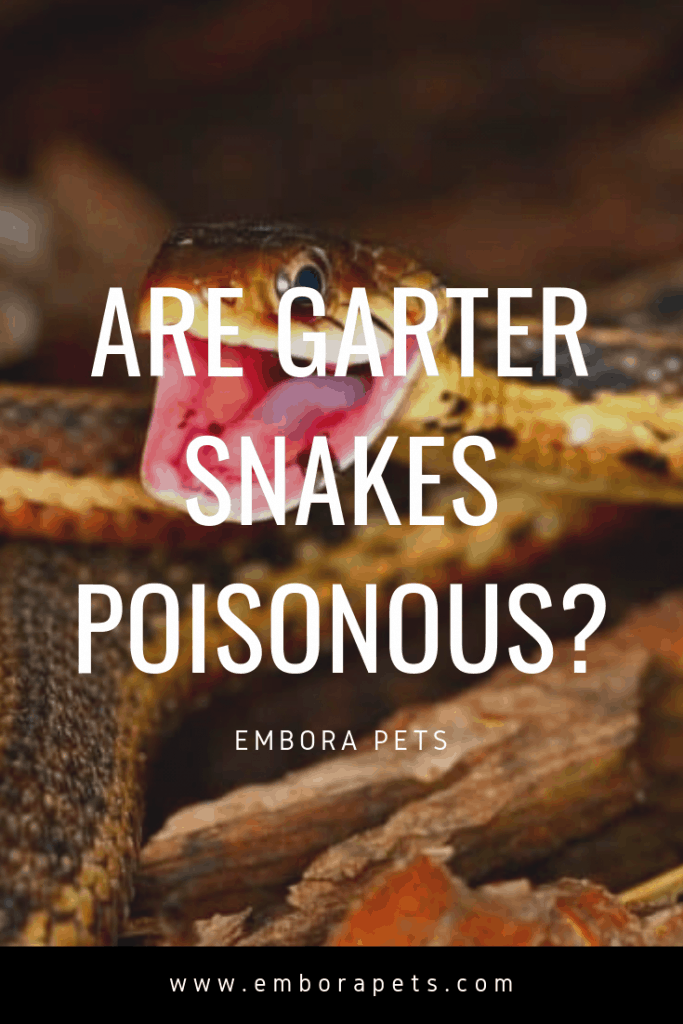 Are Garter snakes poisonous Are Garter Snakes Poisonous?