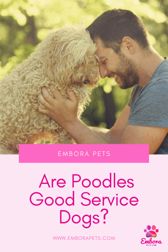 Are Poodles Good Service Dogs Are Poodles Good Service Dogs?