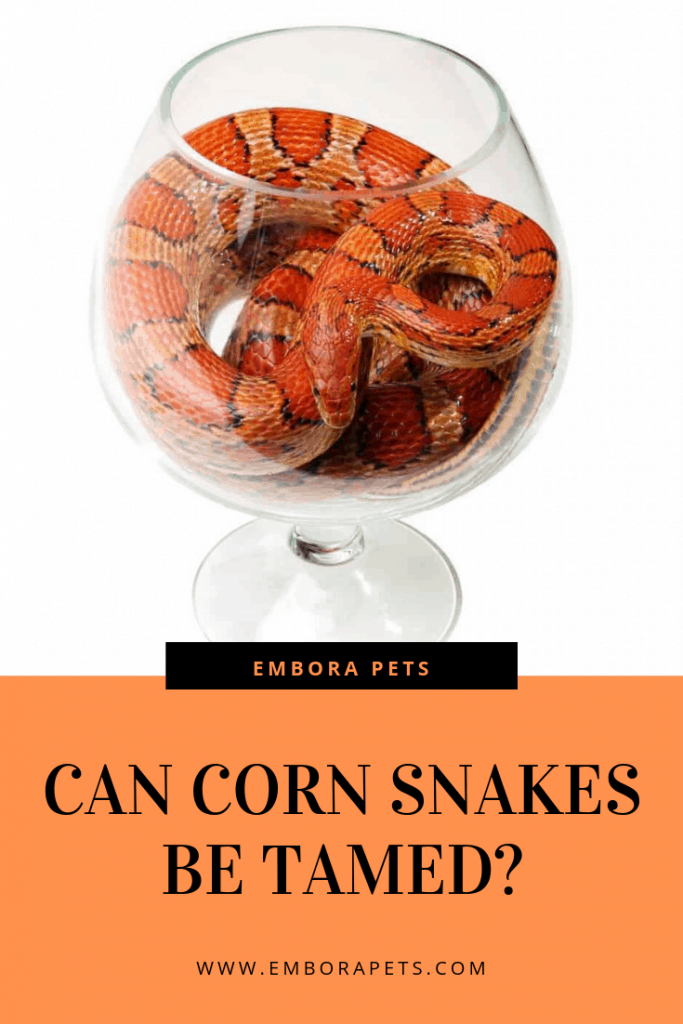 CAN CORN SNAKES BE TAMED Can Corn Snakes be Tamed?