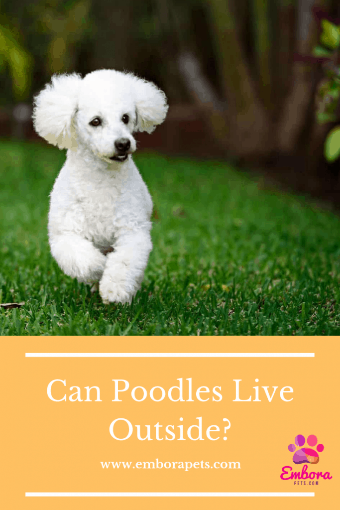 Can Poodles Live Outside Can Poodles Live Outside?