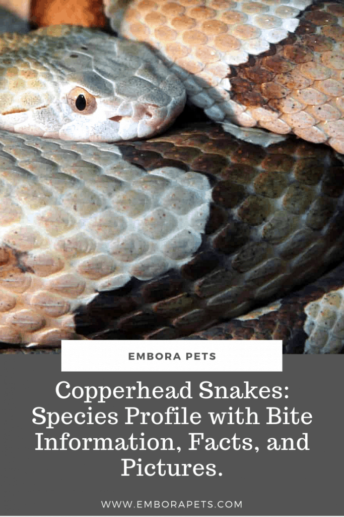 Copperhead Snakes Species Profile with Bite Information Facts and Pictures. Copperhead Snakes- Species Profile with Bite Information, Facts, and Pictures