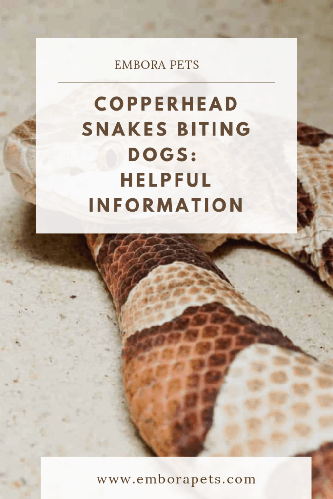 Copperhead Snakes Biting Dogs: Helpful Information