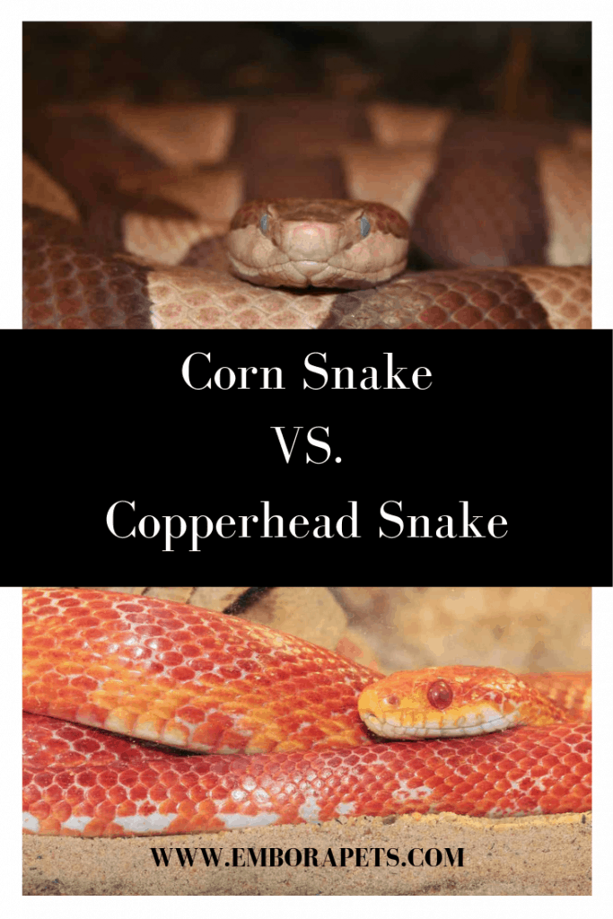 Corn Snake VS. Copperhead Snake 1 Corn Snake vs Copperhead Snake