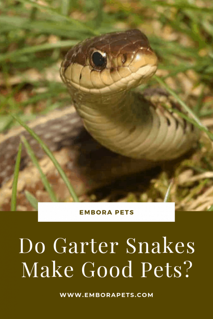 Do Garter Snakes Make Good Pets Embora Pets