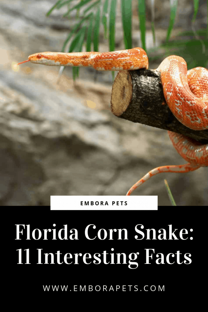 Florida Corn Snake 11 Interesting Facts 1 The Florida Corn Snake: 11 Interesting Facts
