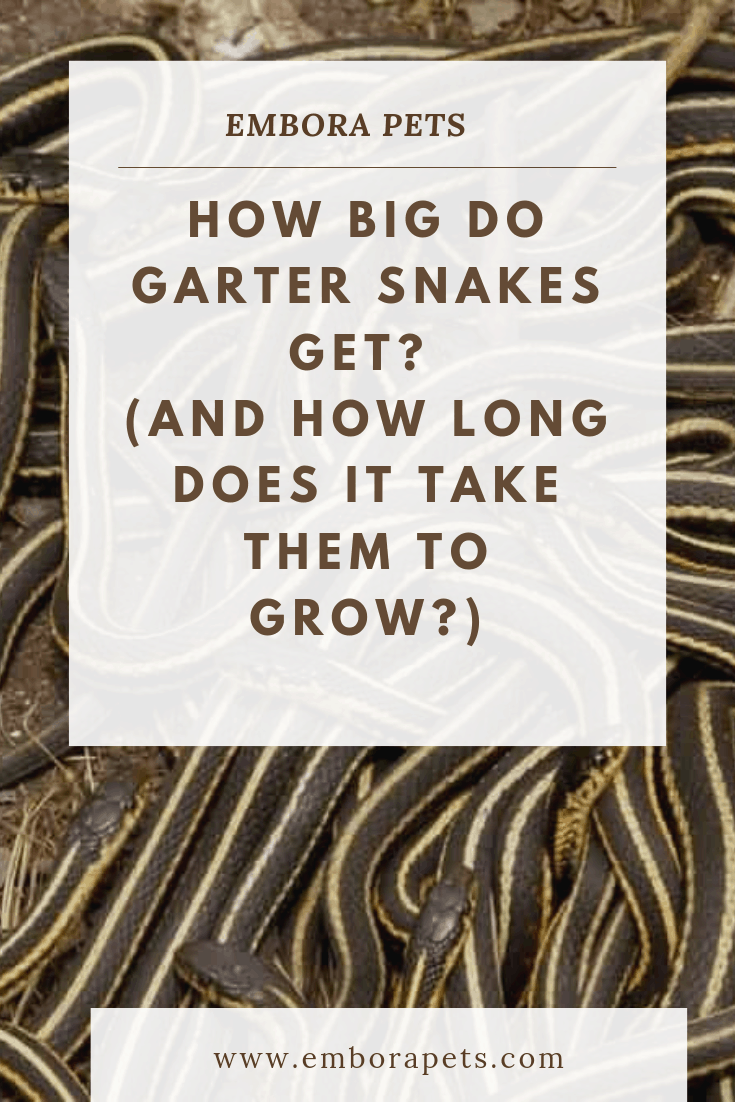 How Big Do Garter Snakes Get (And How Long It Takes to Grow)? Embora Pets