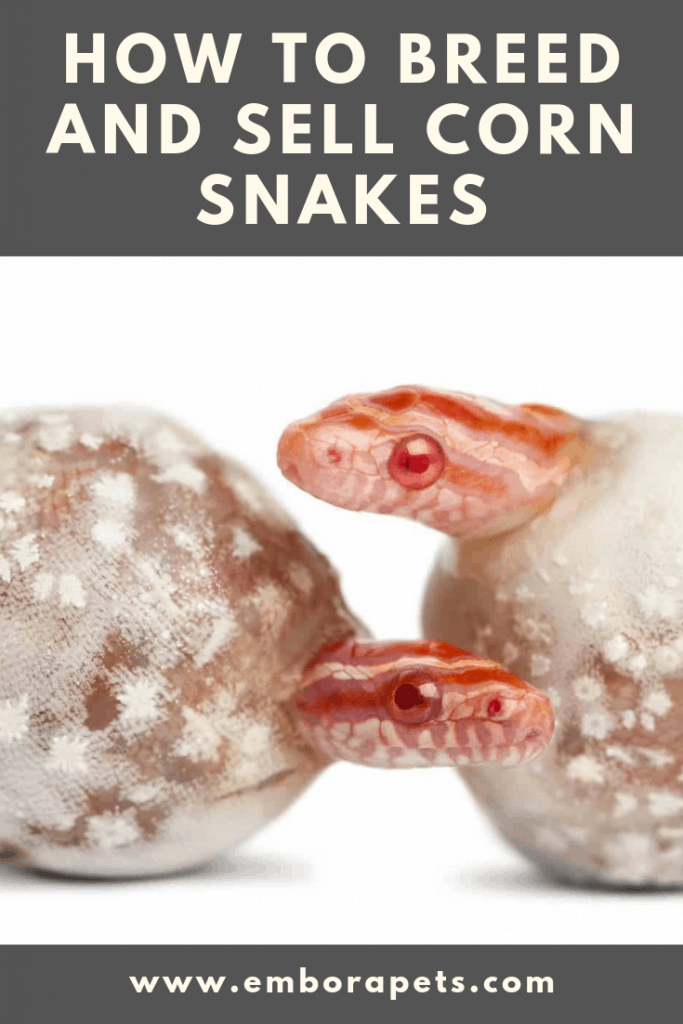 How to Breed and Sell Corn Snakes How to Breed and Sell Corn Snakes