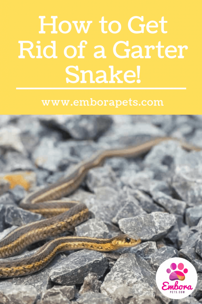 How to Get Rid of a Garter Snake How to Get Rid of a Garter Snake!