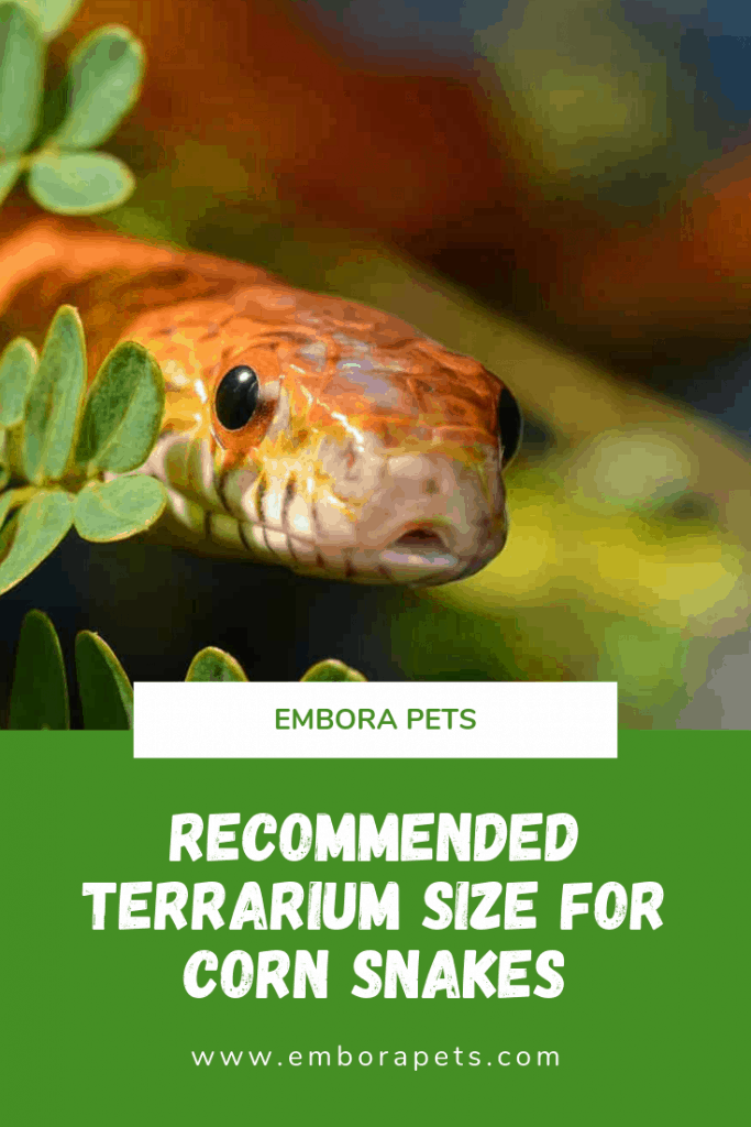 Recommended Terrarium size for corn snakes Recommended Terrarium Size for Corn Snakes