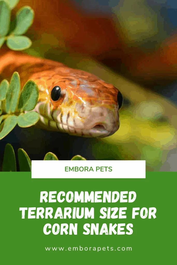 Recommended Terrarium size for corn snakes Recommended Terrarium Size for Corn Snakes
