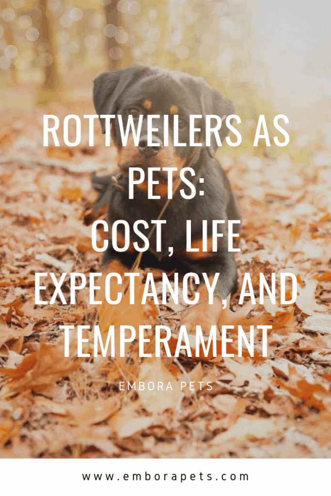 Rottweilers as pets cost life expectancy and temperament Rottweilers as Pets: Cost, Life Expectancy, and Temperament