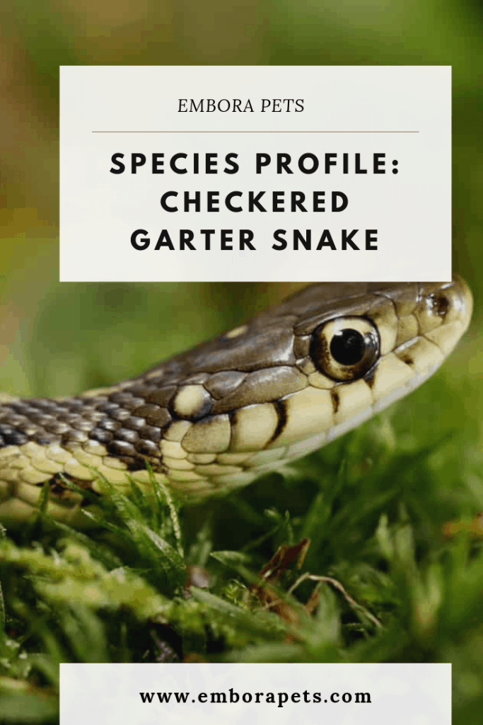 Species Profile Checkered Garter Snake Species Profile: Checkered Garter Snake
