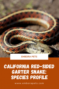 Species Profile: California Red-Sided Garter Snake - Embora Pets