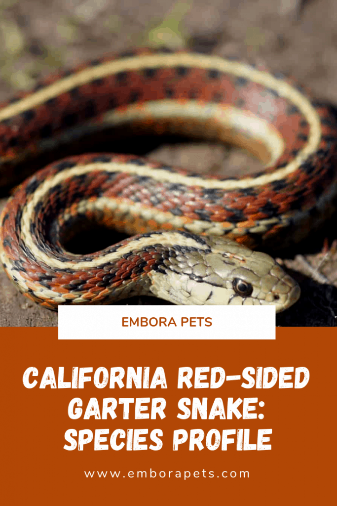 Species profile California Red Sided Garter snake Species Profile: California Red-Sided Garter Snake