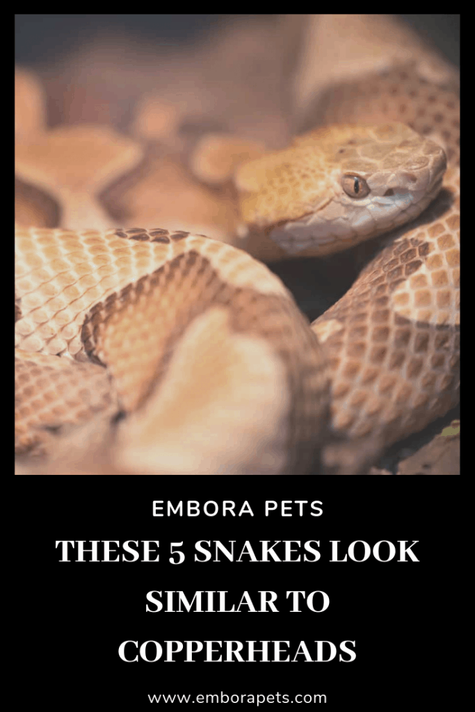 These 5 snakes look similar to copperheads These 5 Snakes Look Similar to Copperheads