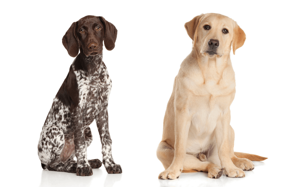 german pointer x labrador