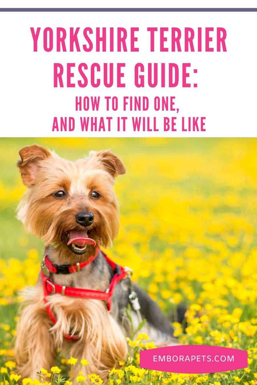 yorkshire-terrier-rescue-guide-how-to-find-one-and-what-it-will-be