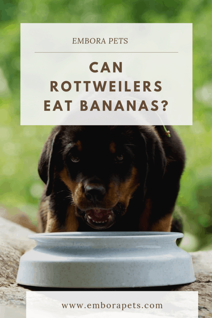 can rottweilers eat bananas Can Rottweilers Eat Bananas?