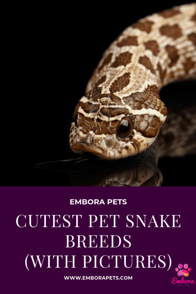 cutest pet snake breeds with pictures Cutest Pet Snake Breeds (with Pictures)