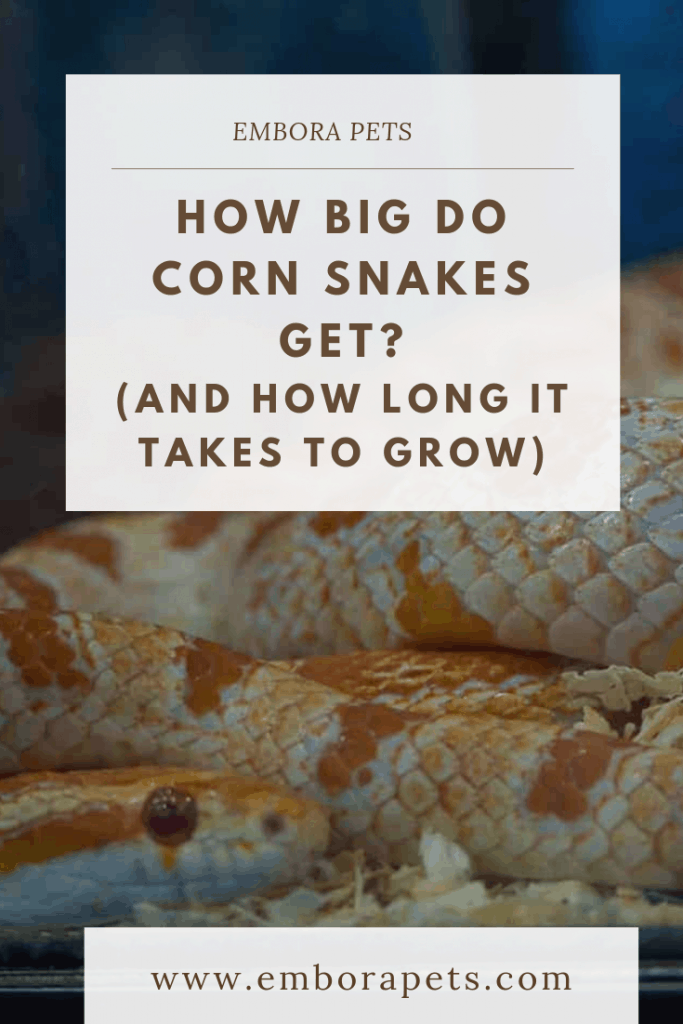 how big do corn snakes get How Big Do Corn Snakes Get (And How Long it Takes to Grow)