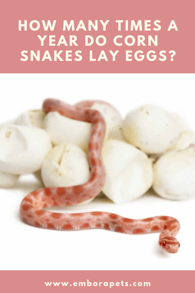 how many times a year do corn snakes lay eggs How Many Times a Year do Corn Snakes Lay Eggs?
