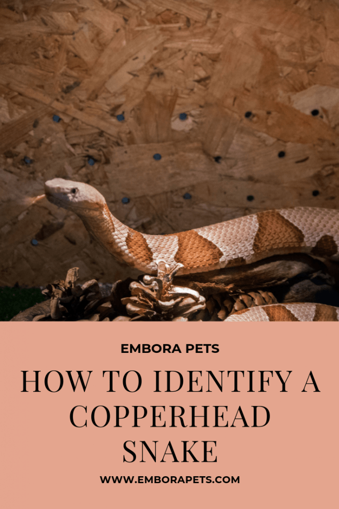 how to identify a copperhead snake How to Identify a Copperhead Snake
