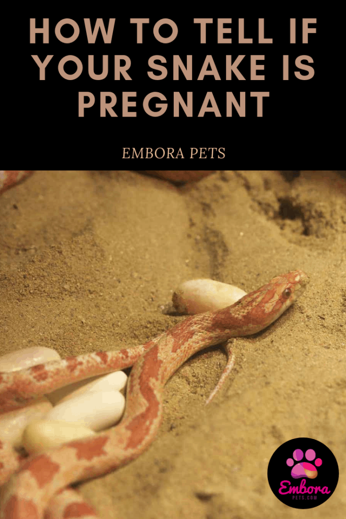 how to tell if your snake is pregnant How to Tell if Your Snake is Pregnant
