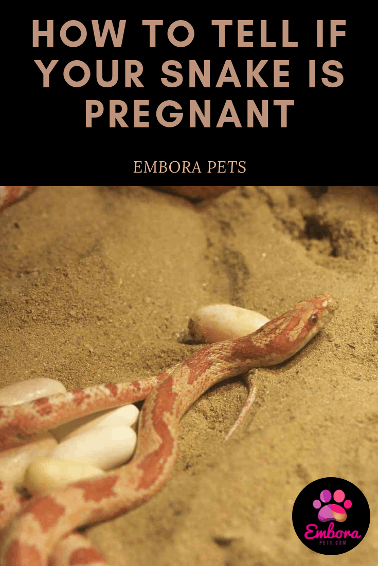 How to Tell if Your Snake is Pregnant Embora Pets