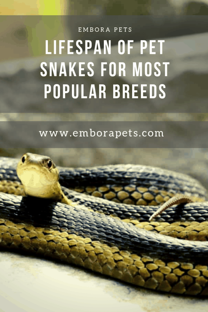 lifespan of pet snakes for most popular breeds Lifespan of Pet Snakes for the Most Popular Breeds