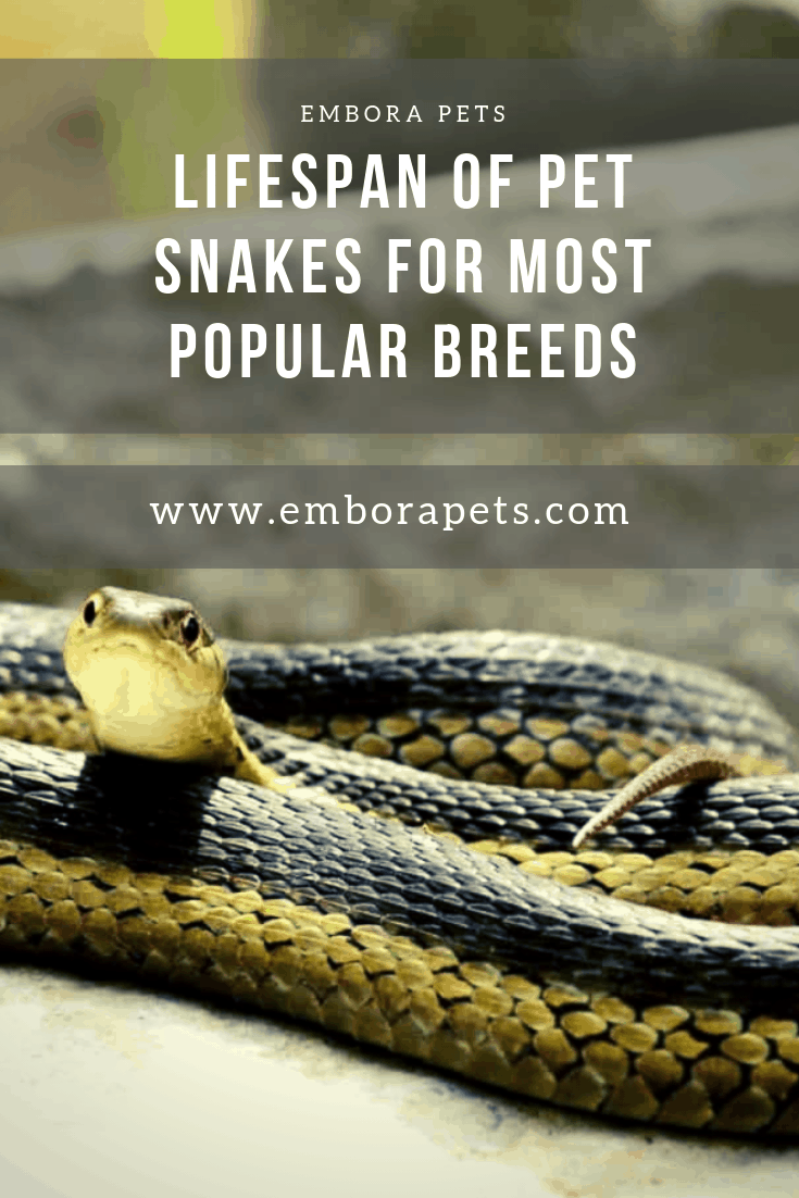 Lifespan Of Pet Snakes For The Most Popular Breeds - Embora Pets