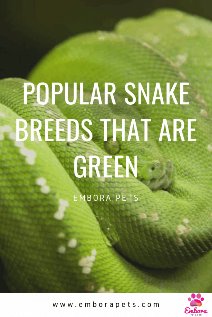 popular snake breeds that are green Popular Snake Breeds that are Green