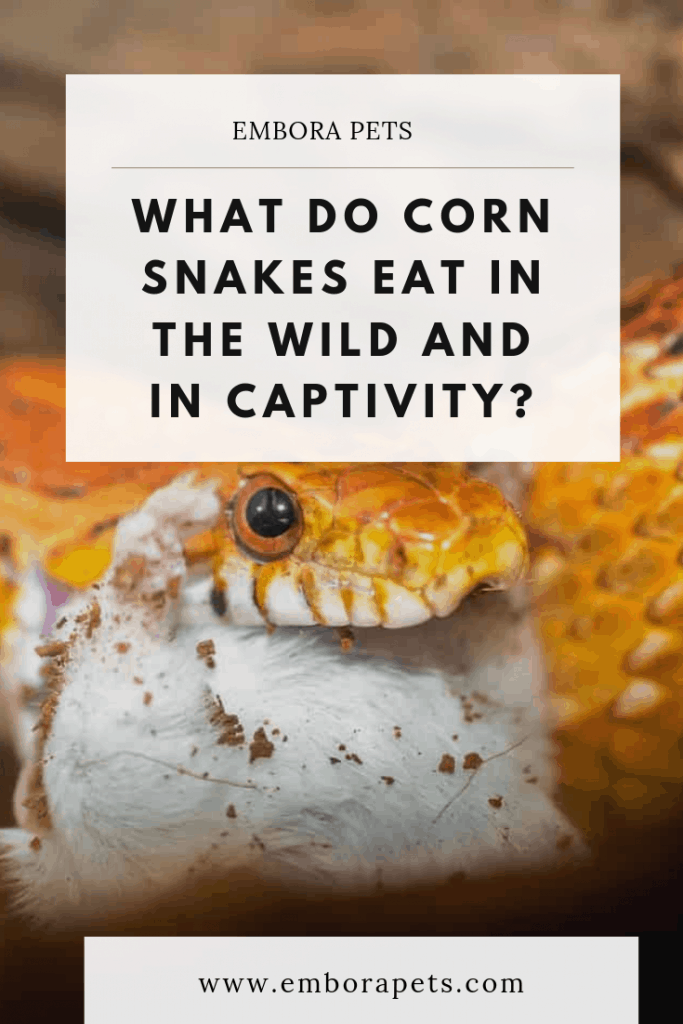 what do corn snakes eat in the wild and in captivity What Do Corn Snakes Eat in the Wild and in Captivity?
