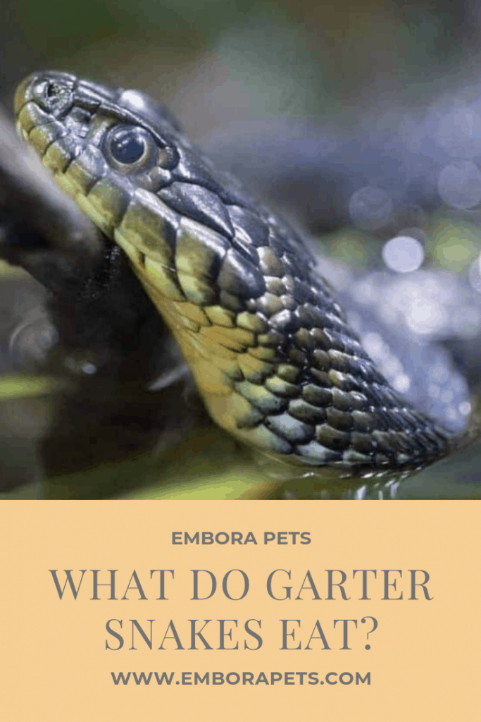 what do garter snakes eat What Do Garter Snakes Eat?