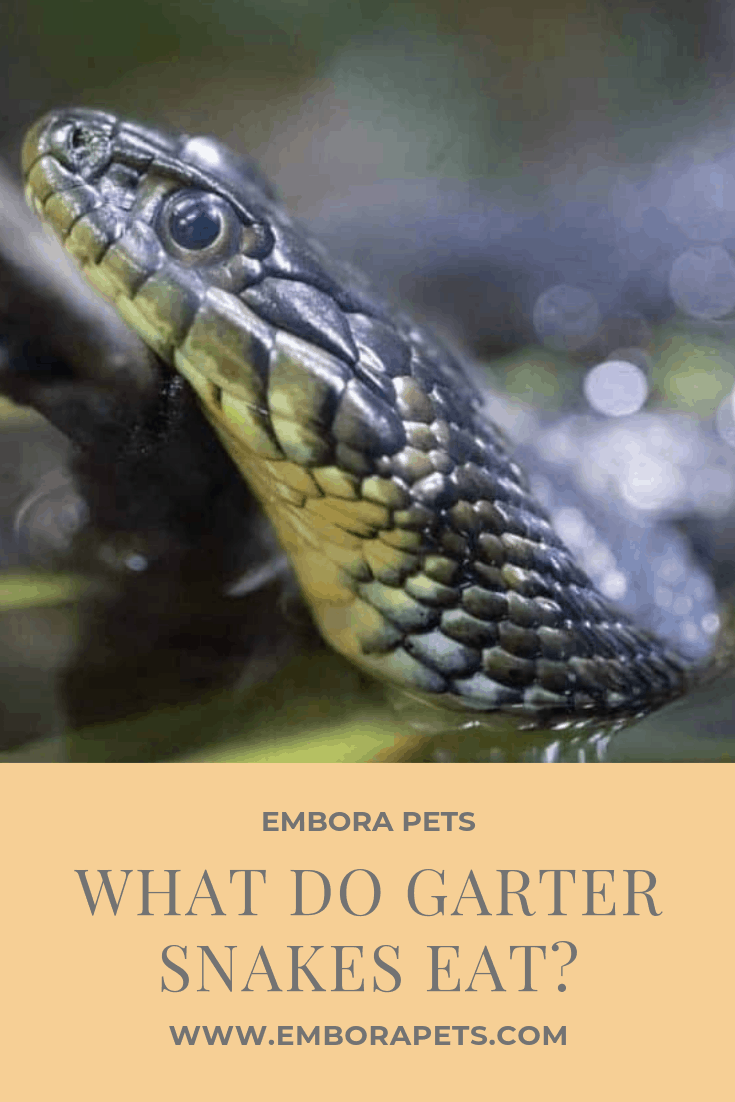 What Do Garter Snakes Eat? Embora Pets