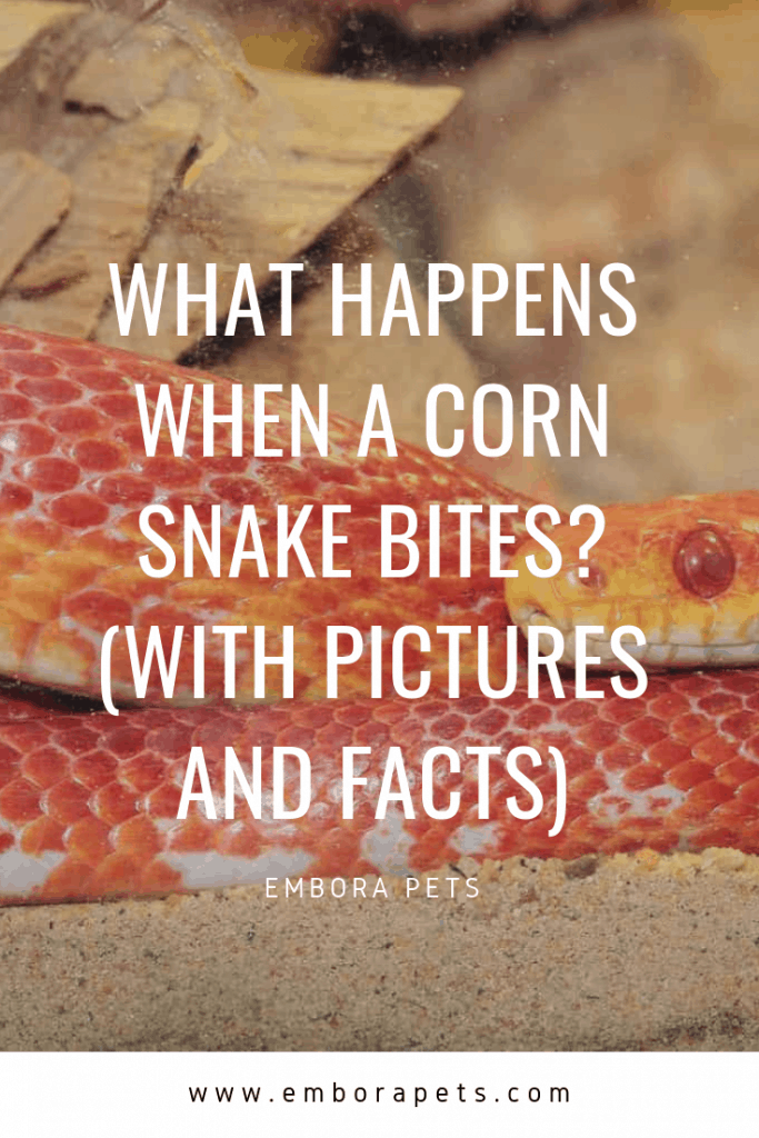 what happens when a corn snake bites? with pictures and