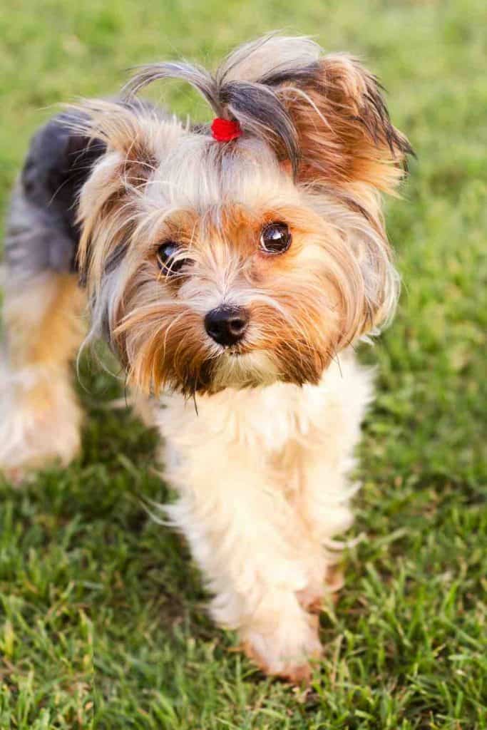 yorkshire terrier and children