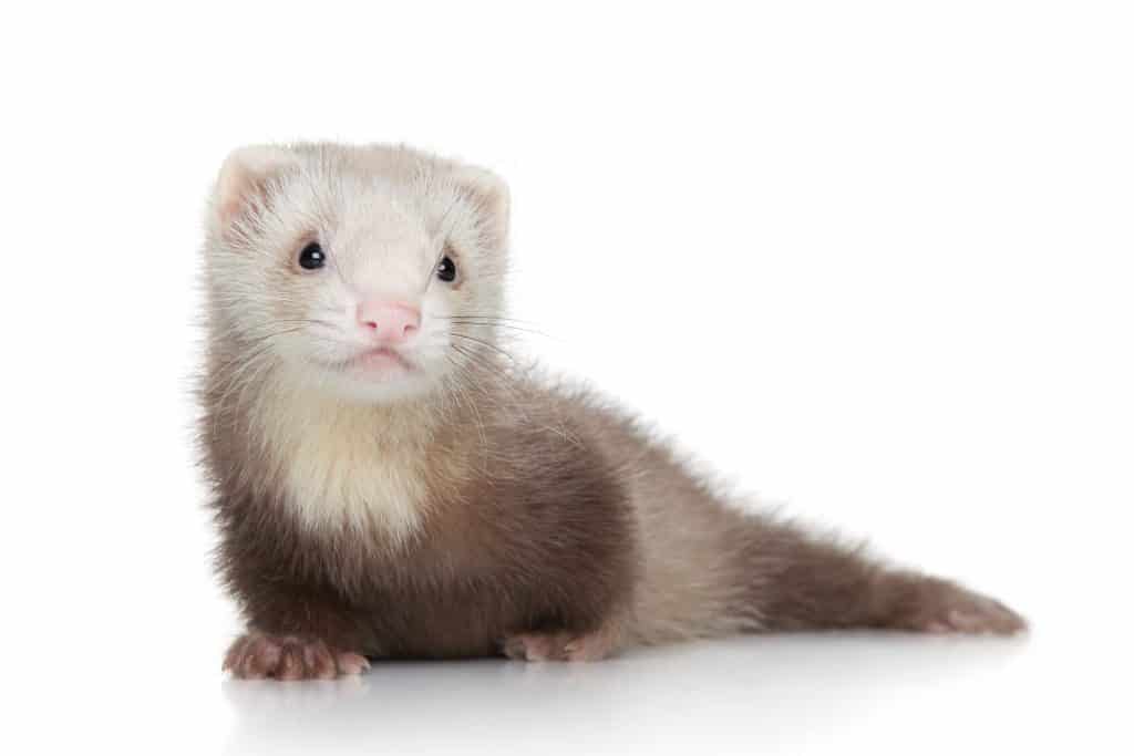 113795968 m Ferrets as Pets: Cost to Buy, Their Aggressiveness, and Life Expectancy