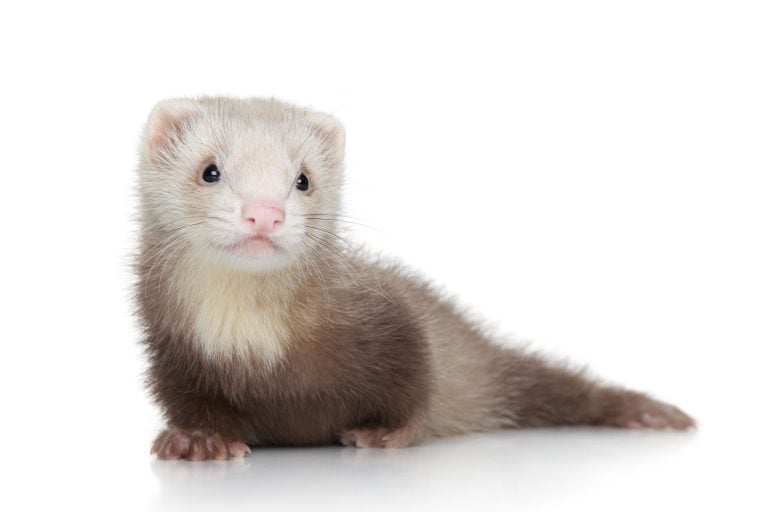 Ferrets as Pets: Cost to Buy, Their Aggressiveness, and Life Expectancy ...