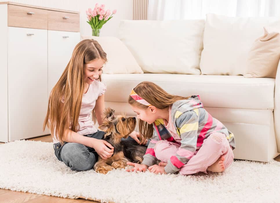 are yorkshire terriers good with kids